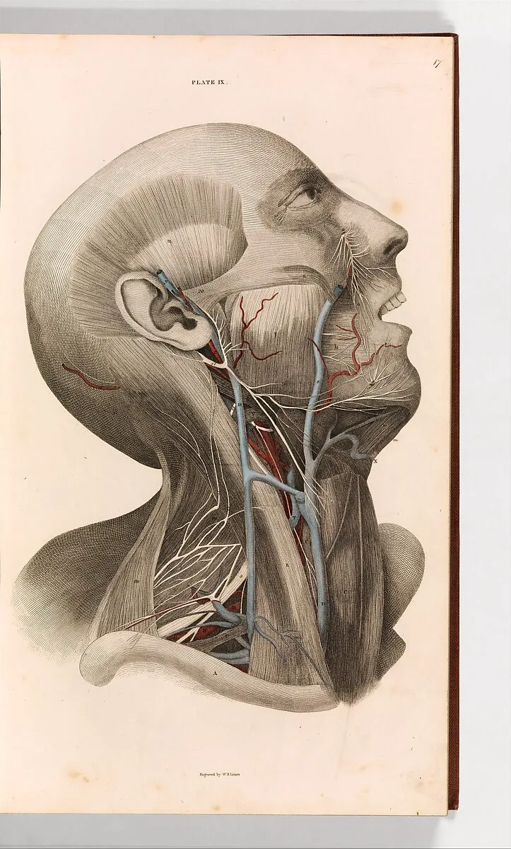 A System of Anatomical Plates of the Human Body, vol. 2 — W. H. Highley, London|Daniel Lizars|John Lizars|William Home Lizars|William Curry and Co.
