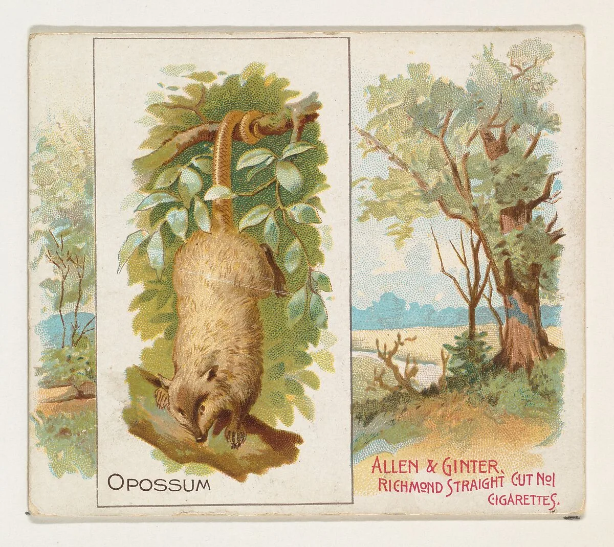 Opossum, from Quadrupeds series (N41) for Allen & Ginter Cigarettes — Allen & Ginter|Lindner, Eddy & Claus