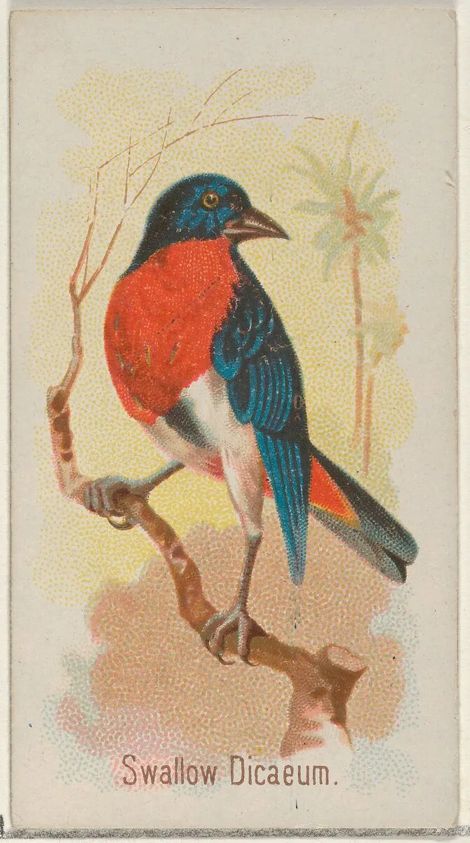 Swallow Dicaeum, from the Song Birds of the World series (N23) for Allen & Ginter Cigarettes — George S. Harris & Sons|Allen & Ginter