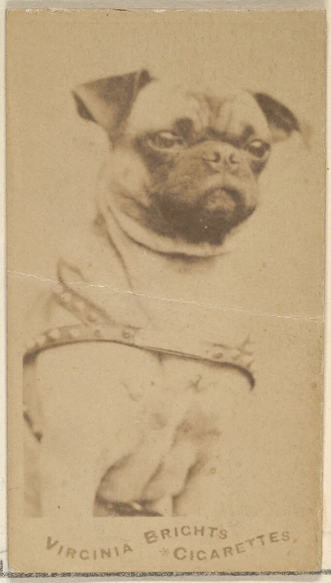 Pug, from the Dogs series (N47) for Virginia Brights Cigarettes — Allen & Ginter