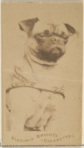 Pug, from the Dogs series (N47) for Virginia Brights Cigarettes