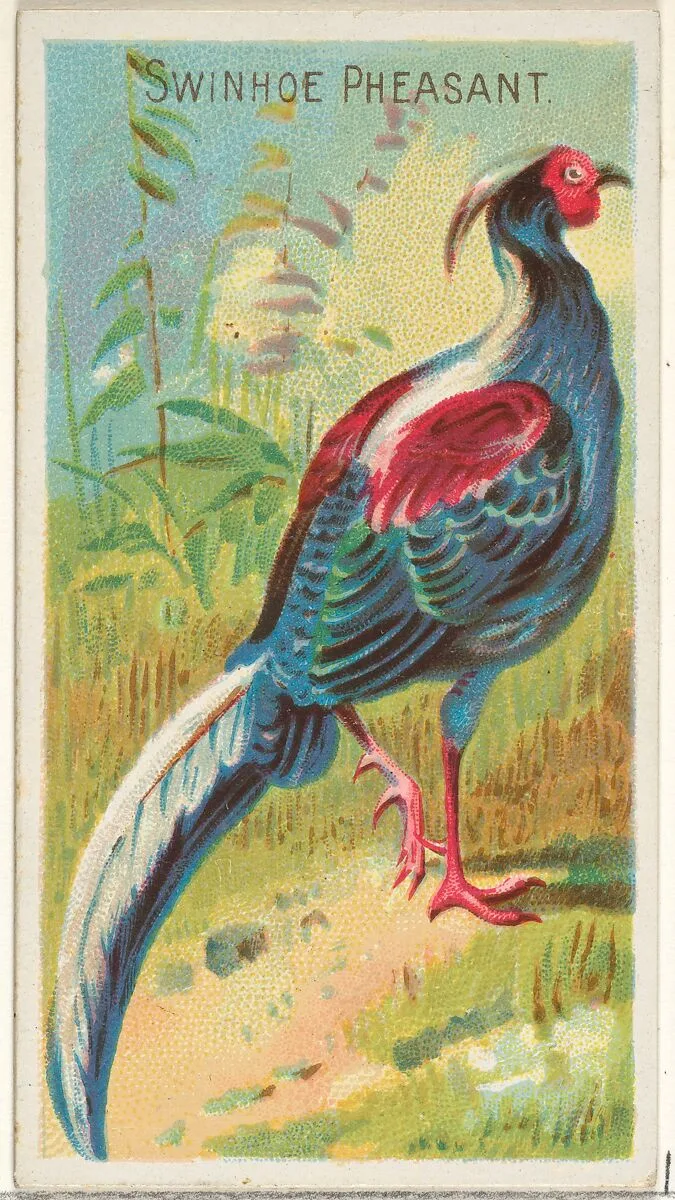 Swinhoe Pheasant, from the Birds of the Tropics series (N5) for Allen & Ginter Cigarettes Brands — Allen & Ginter|George S. Harris & Sons