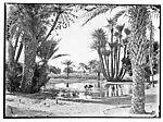 Oasis with doum palms and distant figures in the water