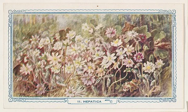 11. Hepatica, bakery insert card from the Flower Pictures series (D36), issued by the Freihofer Baking Company — Freihofer Baking Company