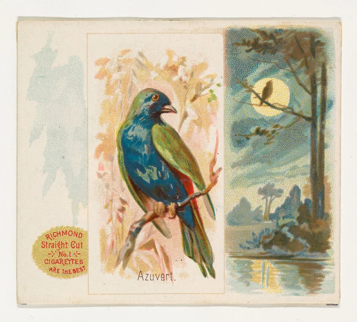 Azuvert, from the Song Birds of the World series (N42) for Allen & Ginter Cigarettes — Allen & Ginter|George S. Harris & Sons