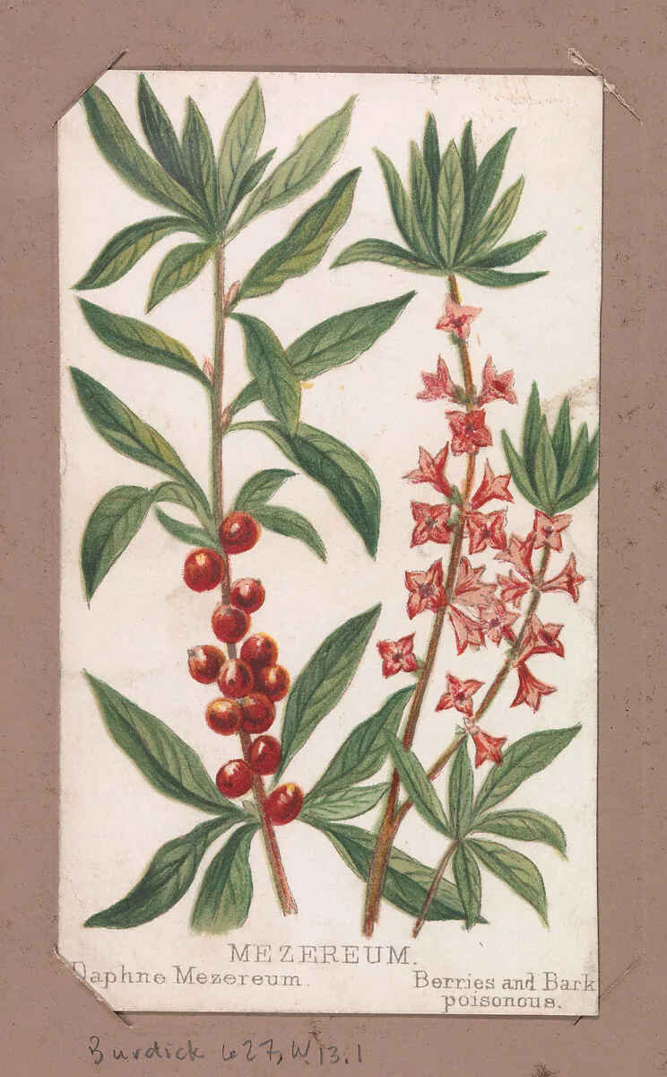 Mezereum from the Plants series — Louis Prang & Co.