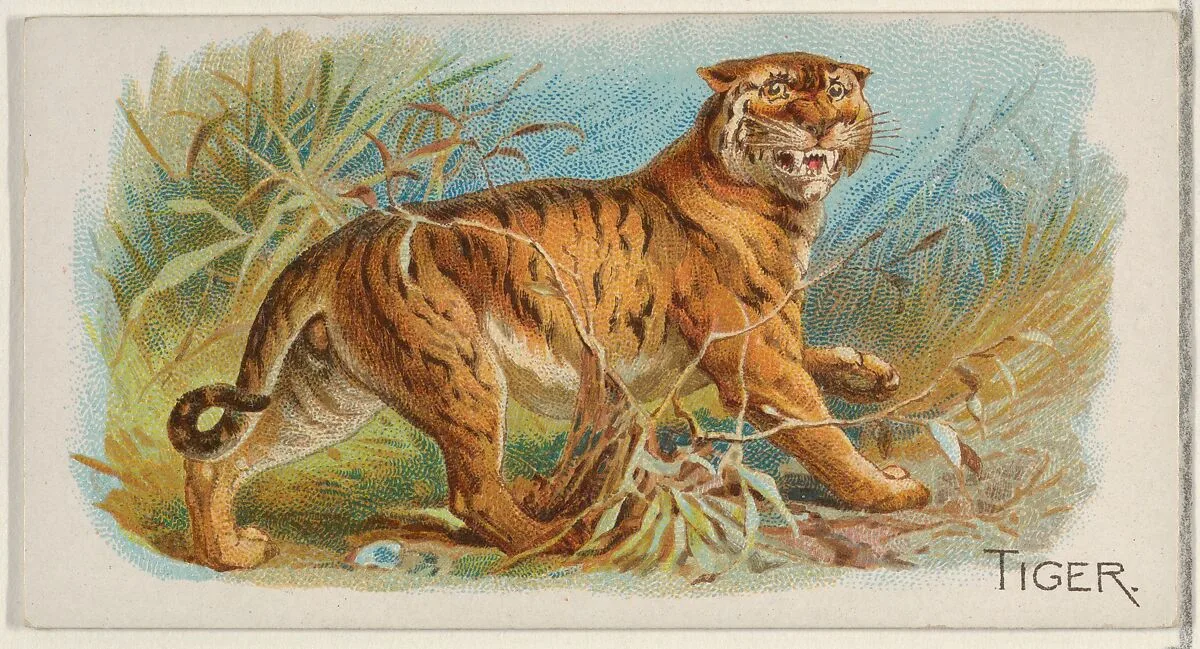 Tiger, from the Quadrupeds series (N21) for Allen & Ginter Cigarettes — Allen & Ginter|Lindner, Eddy & Claus
