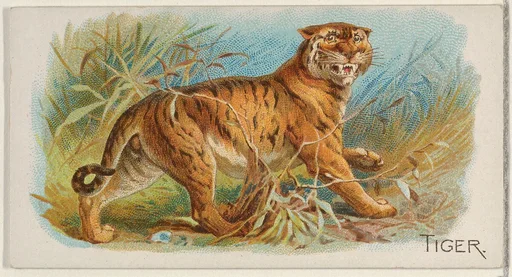 Tiger, from the Quadrupeds series (N21) for Allen & Ginter Cigarettes