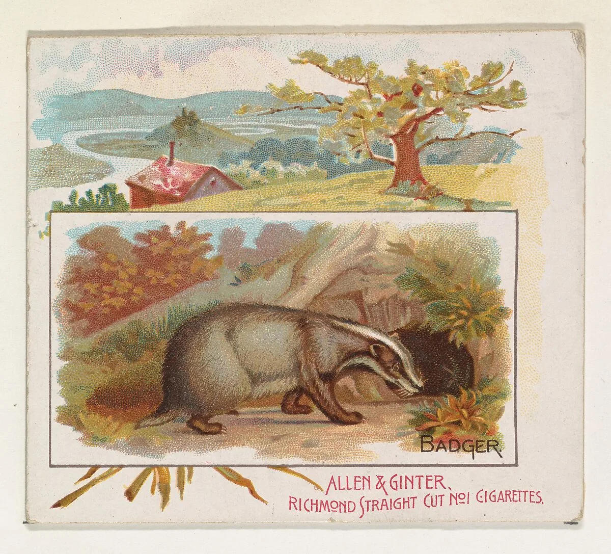 Badger, from Quadrupeds series (N41) for Allen & Ginter Cigarettes — Allen & Ginter|Lindner, Eddy & Claus