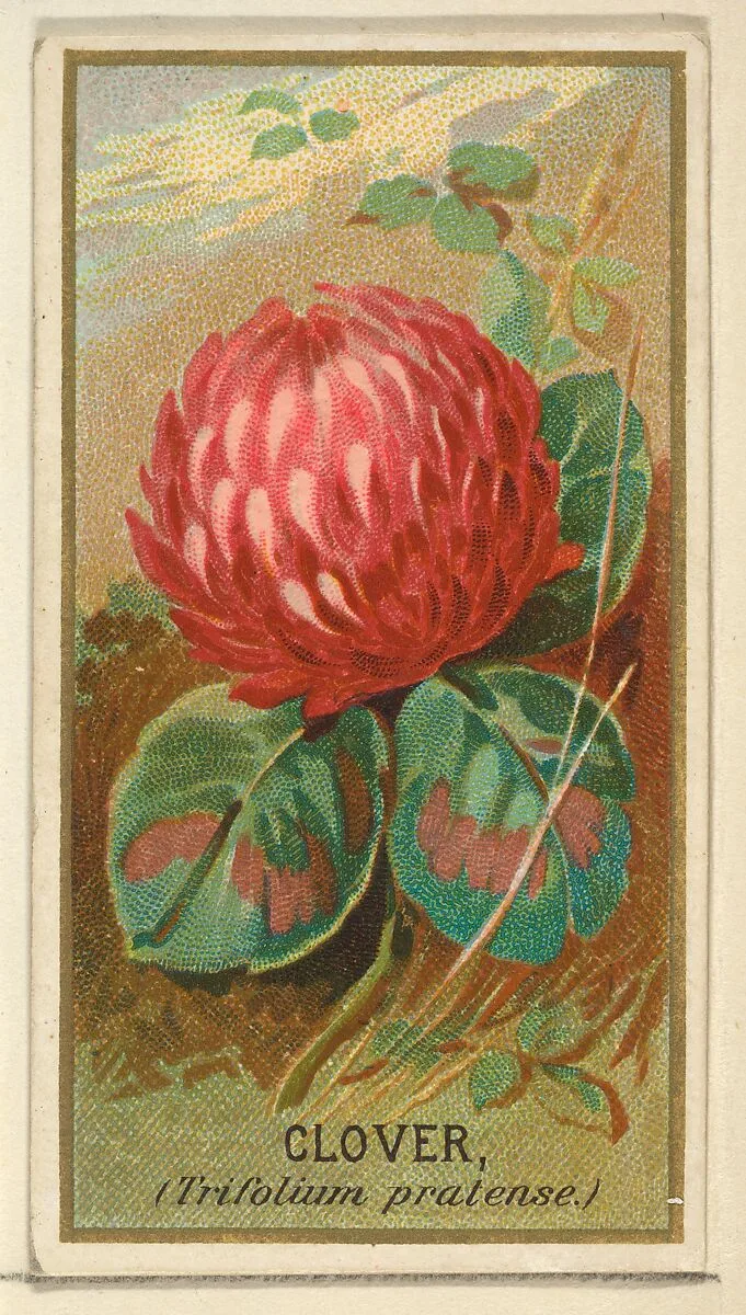 Clover (Trifolium pratense), from the Flowers series for Old Judge Cigarettes — Goodwin & Company|George S. Harris & Sons