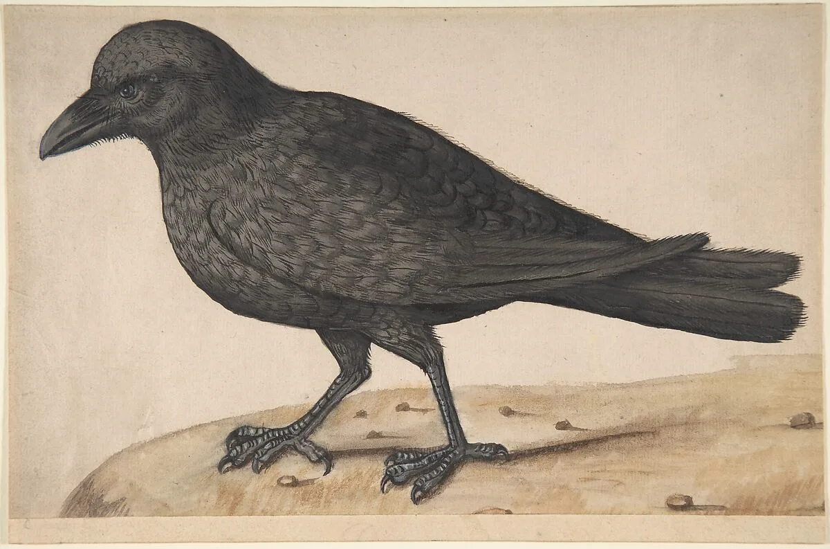 A Crow — Anonymous, Italian, 17th century