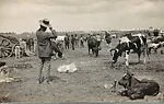 [Cows and Men with Hats in Field, Seville, Spain]