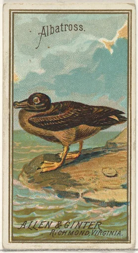 Albatross, from the Birds of America series (N4) for Allen & Ginter Cigarettes Brands