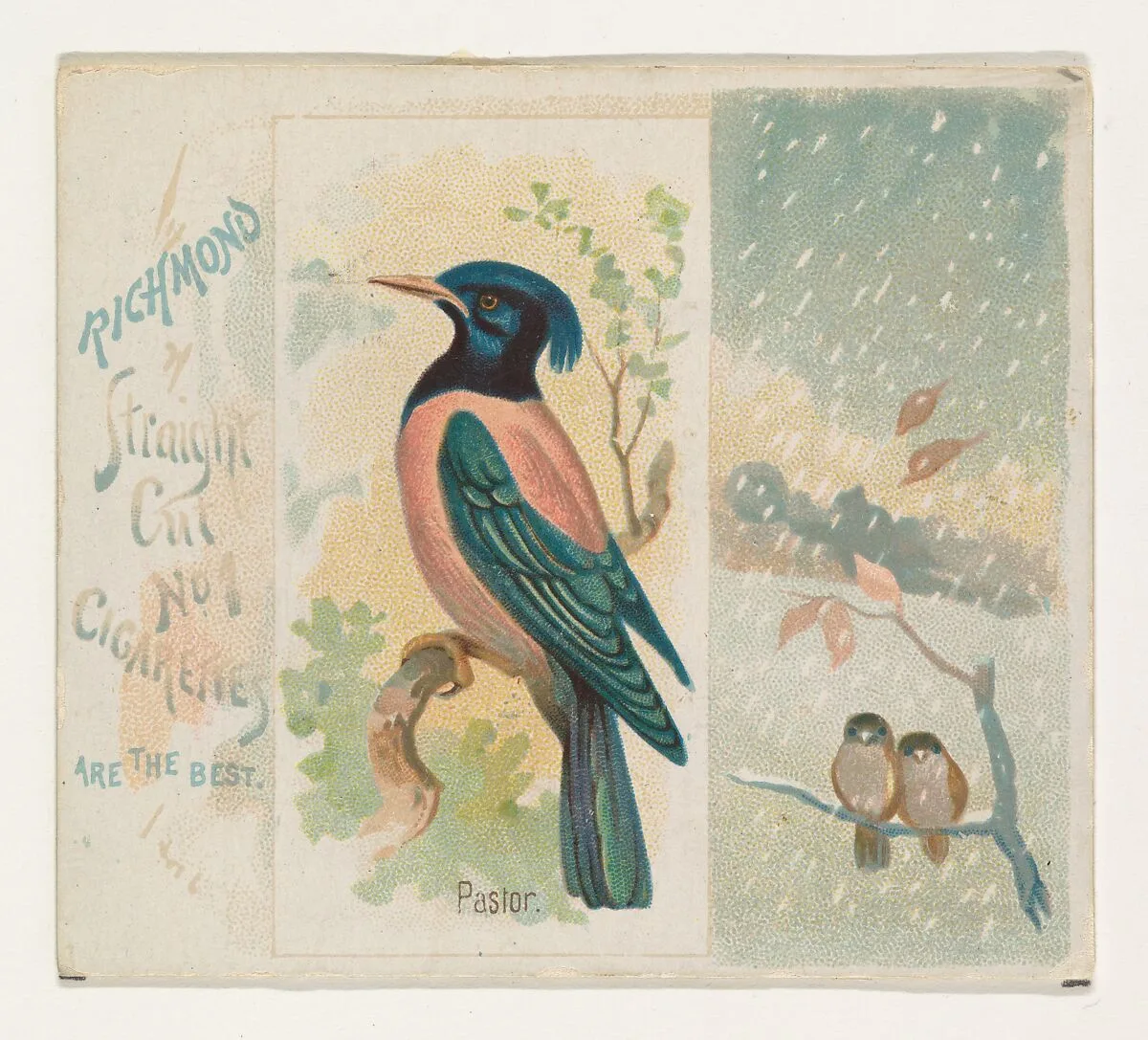 Pastor, from the Song Birds of the World series (N42) for Allen & Ginter Cigarettes — Allen & Ginter|George S. Harris & Sons