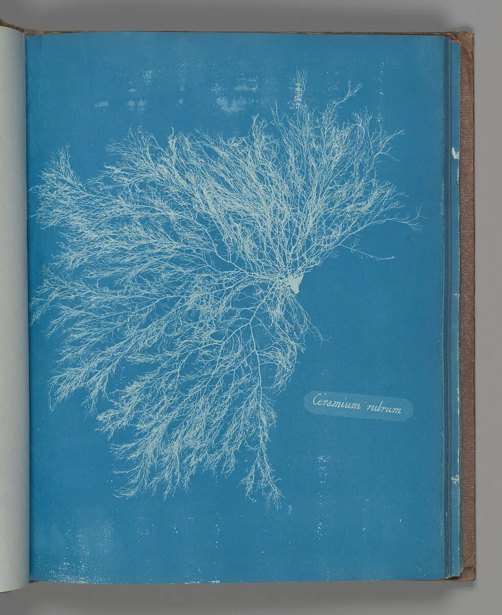 Ceramium rubrum — Anna Atkins
