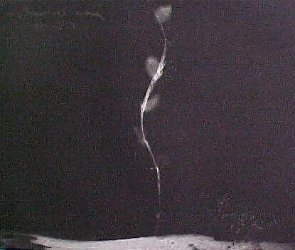 Portfolio of 6 Aquatints: Pussy Willow — Joe Andoe