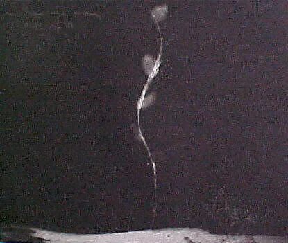 Portfolio of 6 Aquatints: Pussy Willow