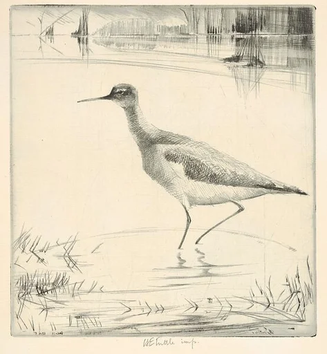 Listening Yellow-legs
