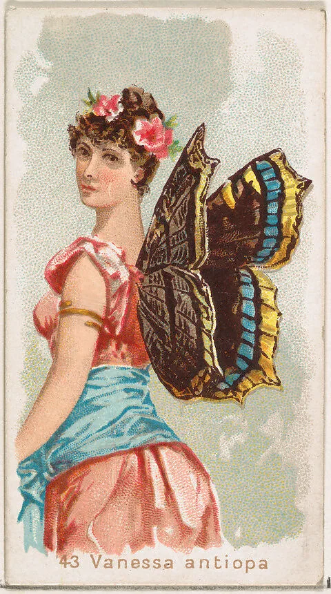 Card 43, Vanessa Antiopa, from the Butterflies series (N183) issued by Wm. S. Kimball & Co. — William S. Kimball & Company|Julius Bien