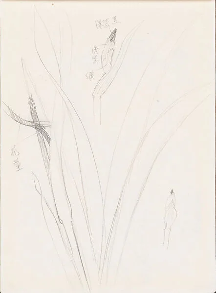現代 謝稚柳 鳶尾畫稿 冊頁|Irises — Xie Zhiliu