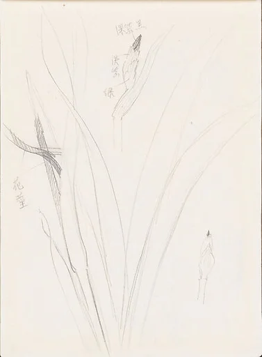 現代 謝稚柳 鳶尾畫稿 冊頁|Irises