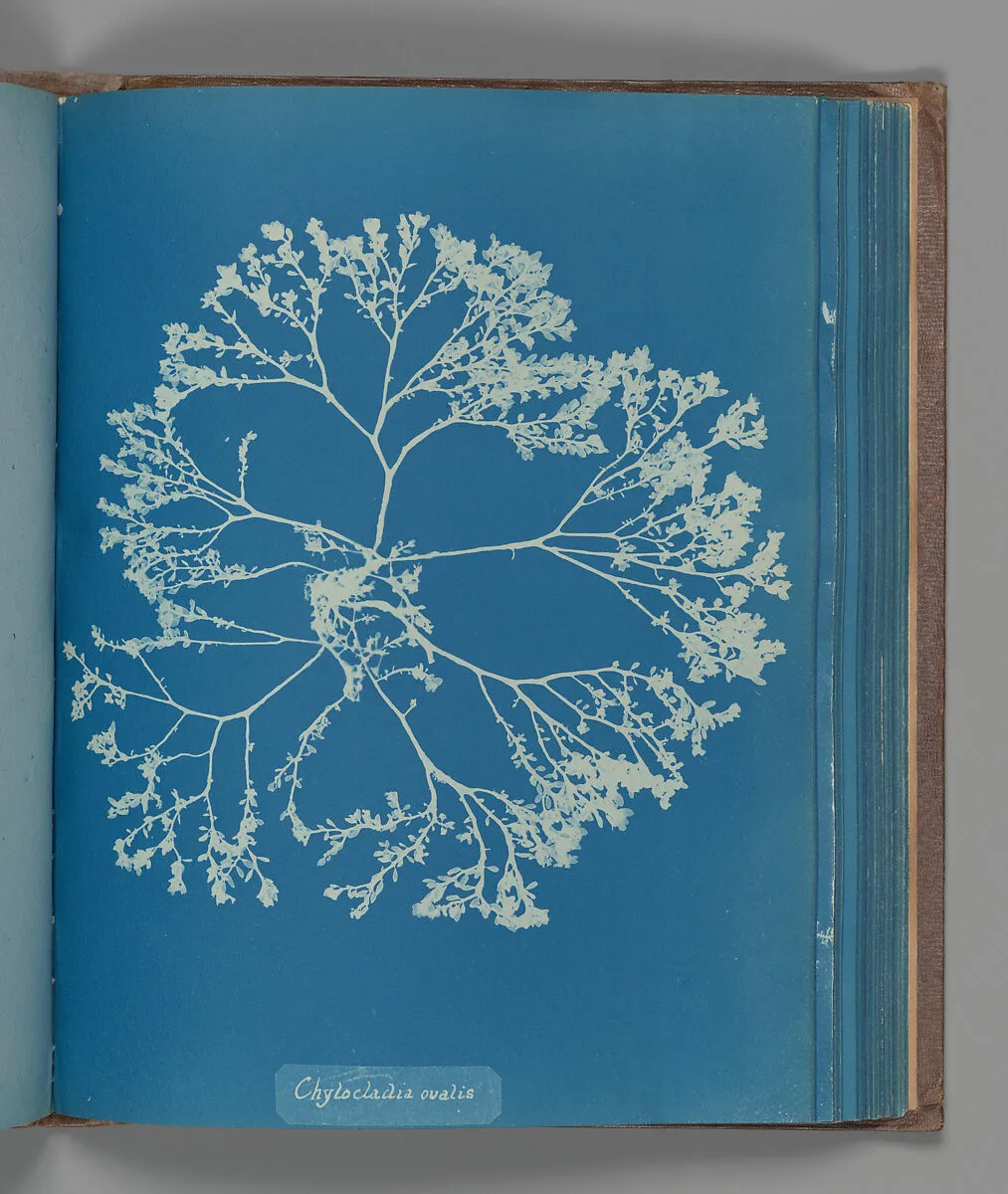 Chylocladia ovalis — Anna Atkins