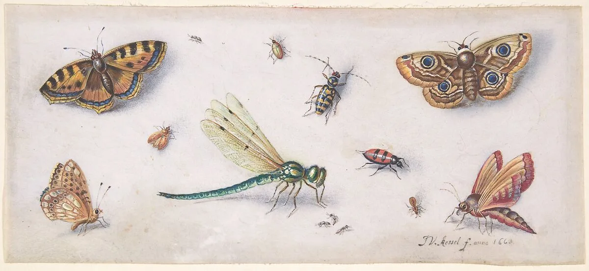 Insects, Butterflies, and a Dragonfly — Jan van Kessel