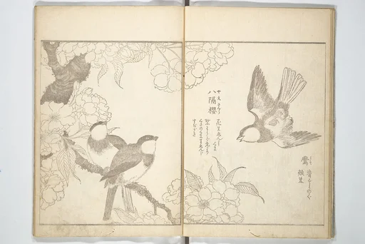 花鳥写真図彙; 花鳥写真図会(かちょうえ しゃしん ずえ)|True Depictions of Bird and Flower Pictures (Kachōe shashin zui) 花鳥写真図彙; 花鳥写真図会(かちょうえ しゃしん ずえ)
