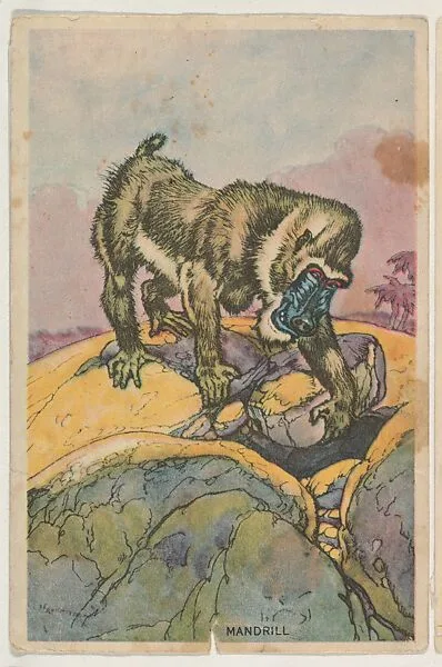 Mandrill, collector card from the Animal's Pictures series (D12), issued by Roulstons Bread — Roulstons Bread