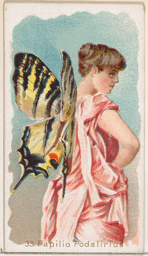Card 33, Papilio Podalirius, from the Butterflies series (N183) issued by Wm. S. Kimball & Co. — Julius Bien|William S. Kimball & Company