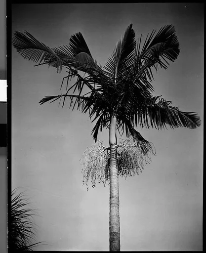 [Palm Tree, Florida]