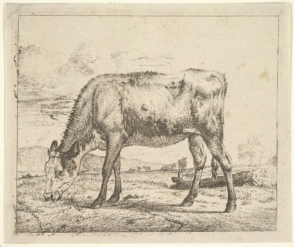 Grazing Calf, from Different Animals — Adriaen van de Velde