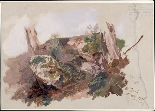 Study of Rocks, Shrubs, and Tree Trunks at Monte Casale near Sansepolcro, Tuscany