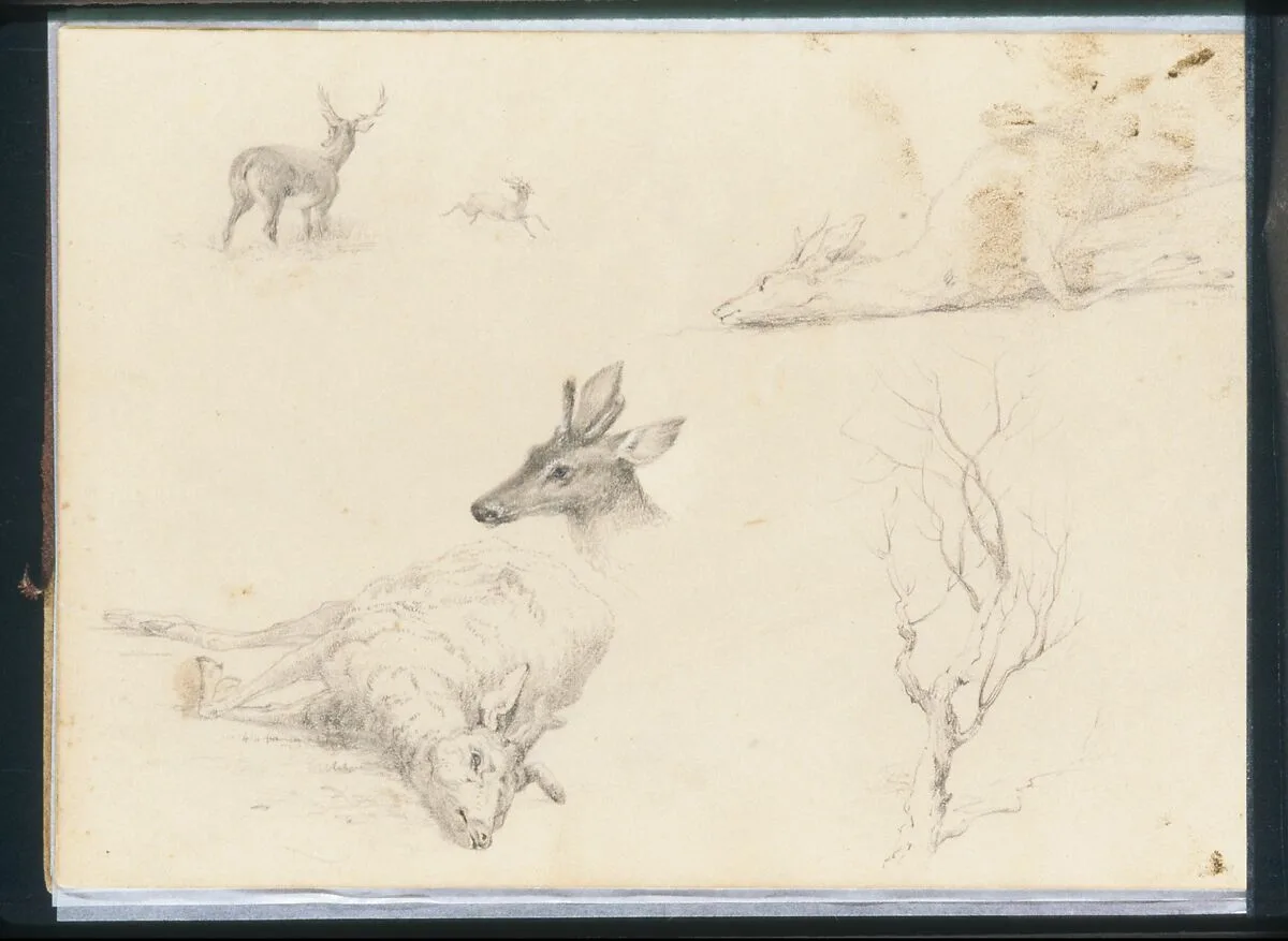 Five Deer Sketches; Sketch of a Bare Tree (from Sketchbook) — Thomas Hewes Hinckley