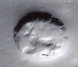 Stamp seal (scaraboid) with animal — Unknown