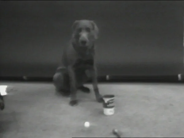 Ball and Can — William Wegman