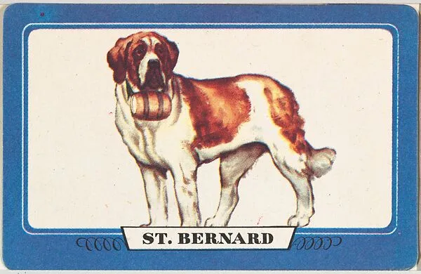 St. Bernard, bakery insert card from the Dogs series (D26), issued by the Omar Baking Company — Omar Baking Company