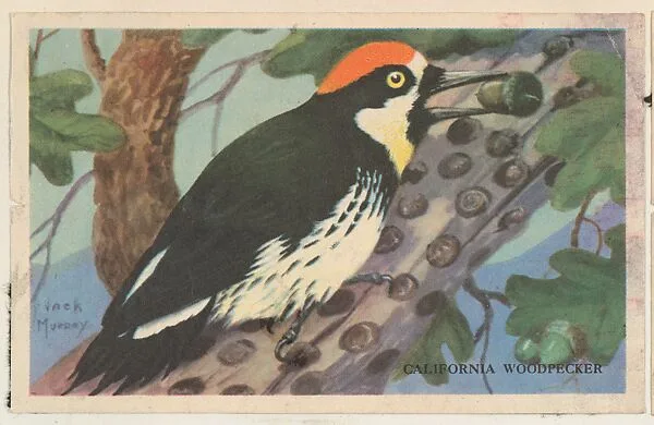 California Woodpecker, bakery card from the California Bird Pictures series (D39-2), issued by the Gordon Bread Company — Gordon Bread Company