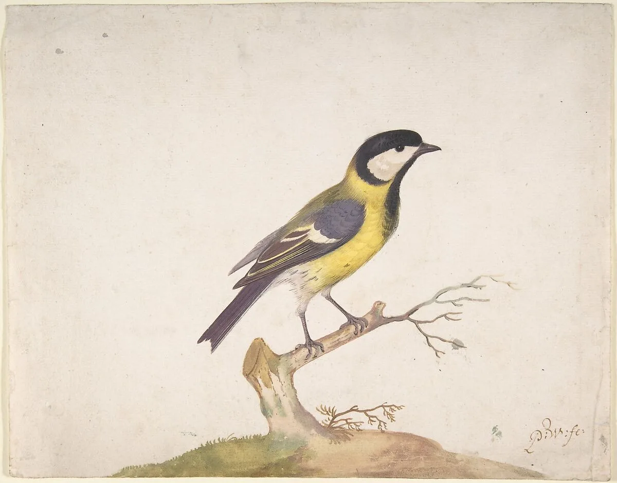 A Great Titmouse (Parus major) Perched on a Branch — Pieter Withoos