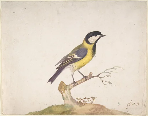 A Great Titmouse (Parus major) Perched on a Branch