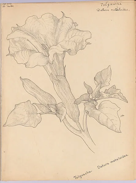 Album of American Wildflower Drawings — Margaret Neilson Armstrong