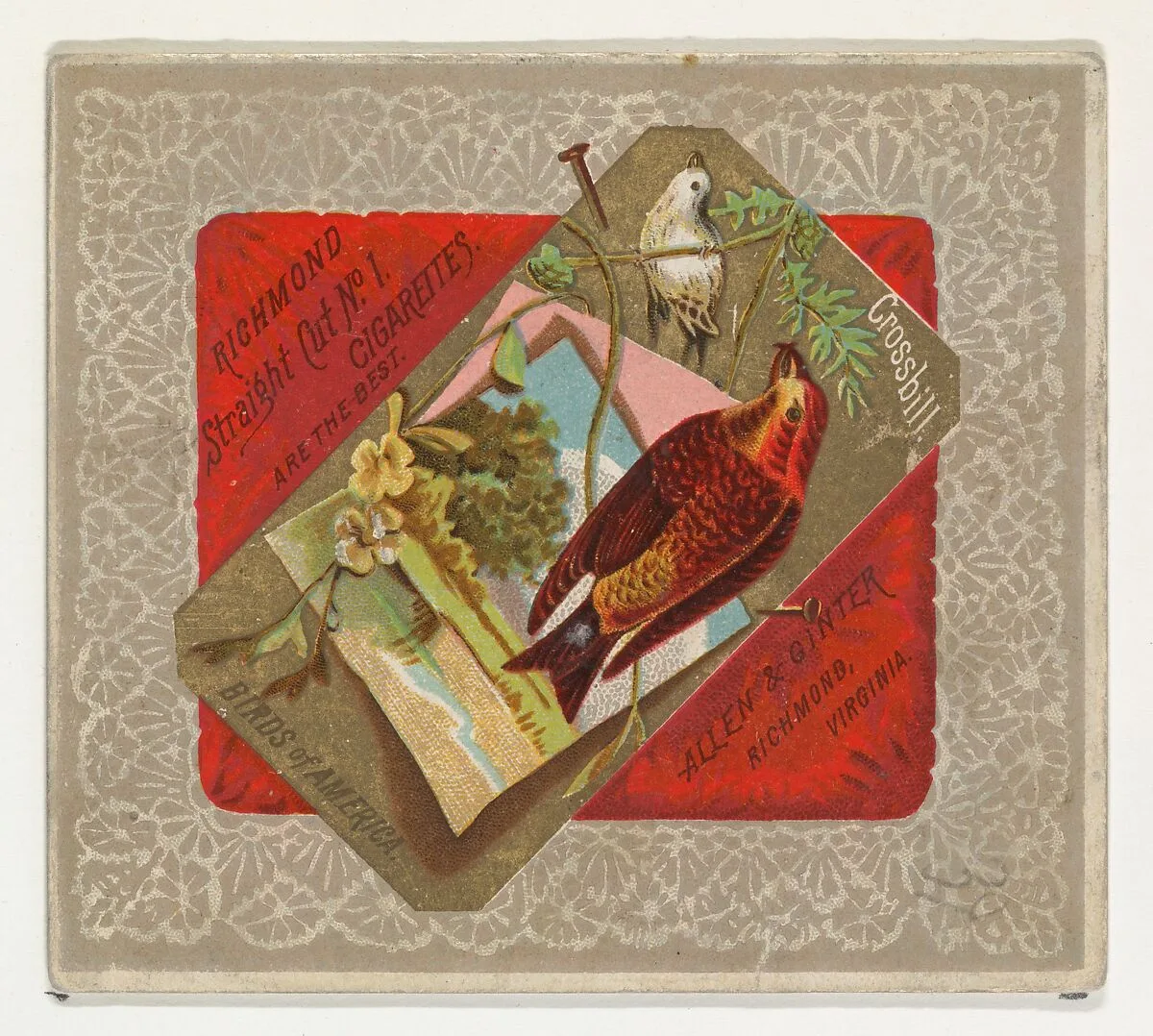 Crossbill, from the Birds of America series (N37) for Allen & Ginter Cigarettes — Allen & Ginter