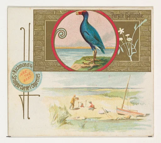 Purple Gallinule, from the Game Birds series (N40) for Allen & Ginter Cigarettes