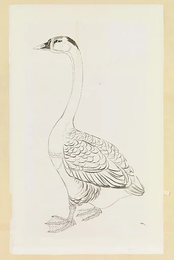 現代   謝稚柳   鵝臨本   鏡片|Goose