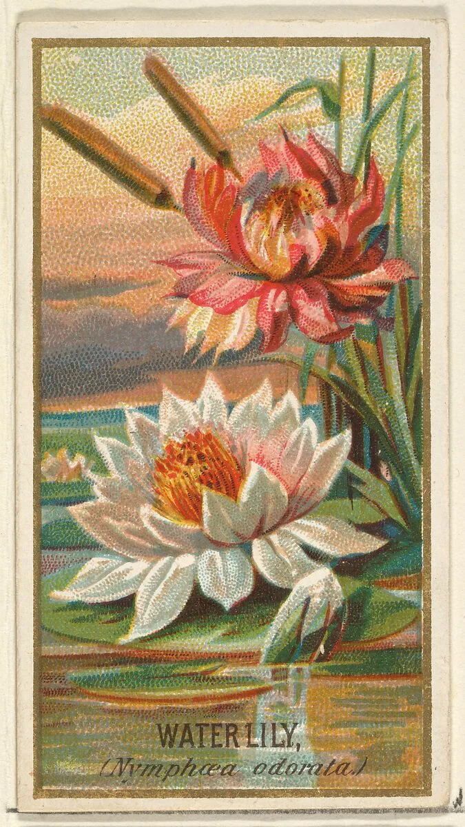 Water Lily (Nymphaea adorata), from the Flowers series for Old Judge Cigarettes — Goodwin & Company|George S. Harris & Sons