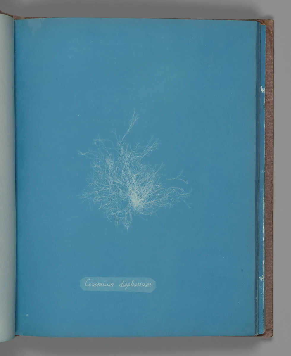 Ceramium diaphanum — Anna Atkins