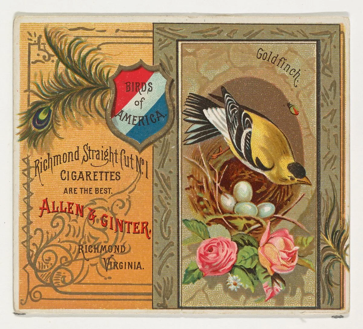 Goldfinch, from the Birds of America series (N37) for Allen & Ginter Cigarettes — Allen & Ginter