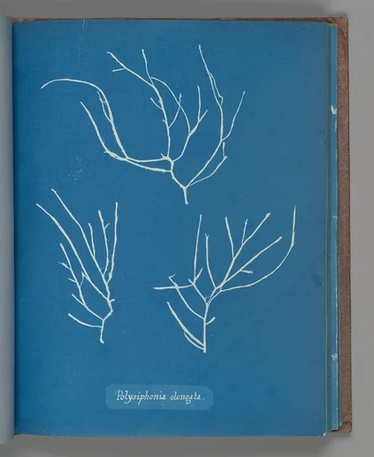 Polysiphonia elongata