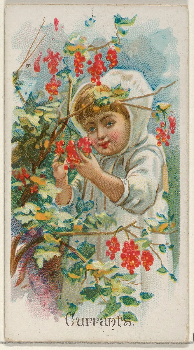 Currants, from the Fruits series (N12) for Allen & Ginter Cigarettes Brands — Allen & Ginter|George S. Harris & Sons
