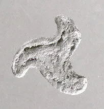 Stamp seal — Unknown